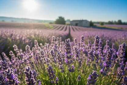 true lavender essential oil